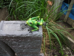 Froggy Heaven Froggy Heaven