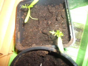 New babies New babies