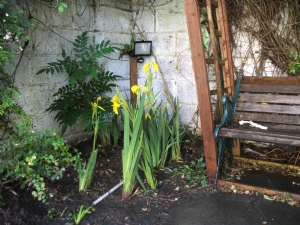 Iris Iris
