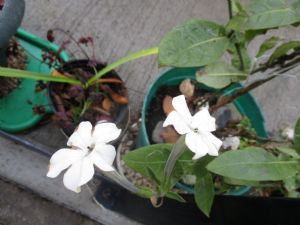 Nicotiana Nicotiana