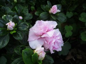 Azalea from Hazel Azalea from Hazel
