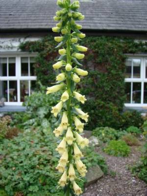 Miniature Foxglove Miniature Foxglove