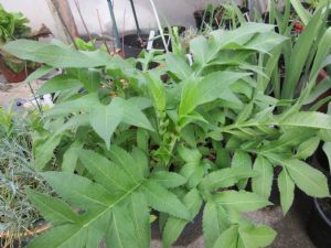Plant ID Plant ID