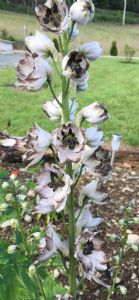Unusual Delphinium Unusual Delphinium