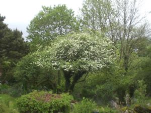 Hawthorn in bloom as beautiful as anything Hawthorn in bloom as beautiful as anything