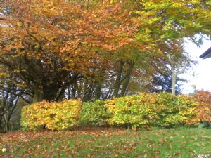 A memory of Autumn A memory of Autumn